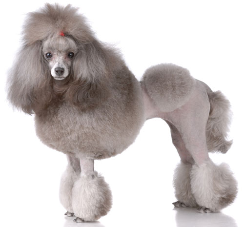 come salvarsi dal minaccioso POODLE